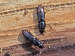 Rhizophagus bipustulatus