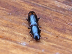 Rhizophagus bipustulatus