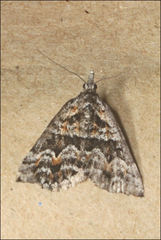 Dichromodes diffusaria