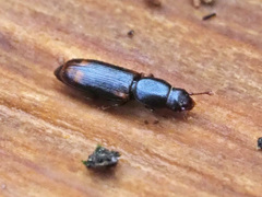 Rhizophagus bipustulatus