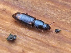 Rhizophagus bipustulatus