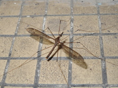 Tipula nova