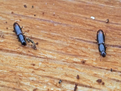 Rhizophagus bipustulatus