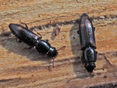 Rhizophagus bipustulatus