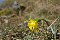 Narcissus minor asturiensis