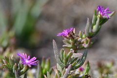 Delosperma versicolor