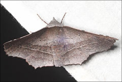 Oenochroma vetustaria