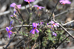 Jamesbrittenia foliolosa