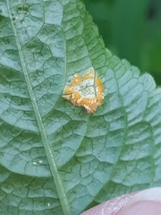 Melampsora rostrupii