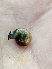 Oxychilus translucidus