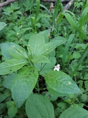 Melampsora rostrupii