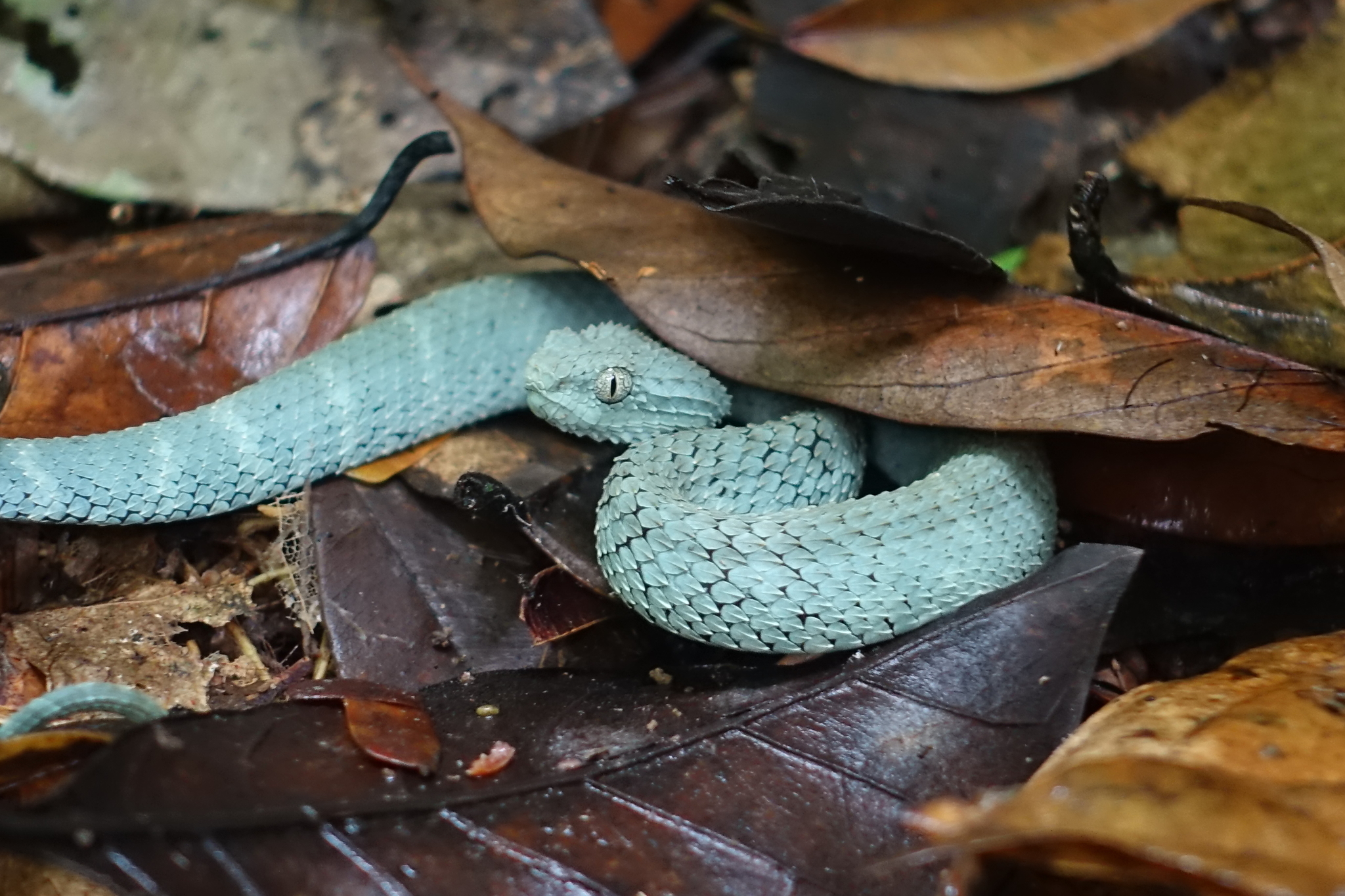 African Bush Viper Atheris Squamigera Coiled Around A Tree Branch Native To  Masai Mara Kenya Africa Controlled Situation High-Res Stock Photo - Getty  Images