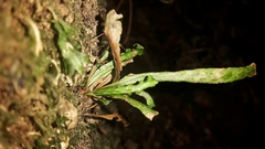 Notogrammitis ciliata