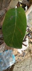 Calotropis procera image