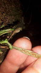 Notogrammitis ciliata