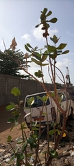 Calotropis procera