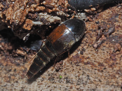 Sepedophilus marshami