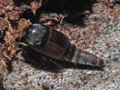 Sepedophilus marshami