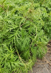 Urtica cannabina