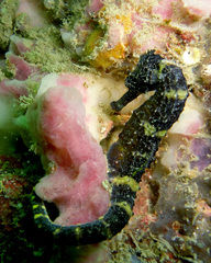 Hippocampus comes