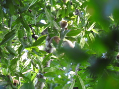 Platymitra macrocarpa