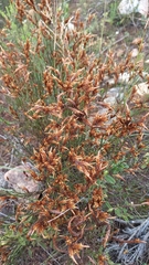 Restio albotuberculatus