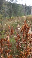 Restio albotuberculatus