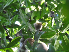 Platymitra macrocarpa