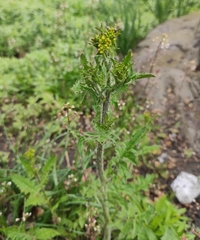 Sisymbrium loeselii