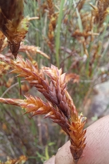 Restio albotuberculatus