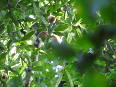 Platymitra macrocarpa