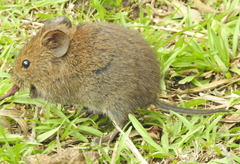 Otomys irroratus