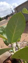 Calotropis procera image