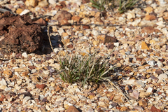 Tripogonella loliiformis