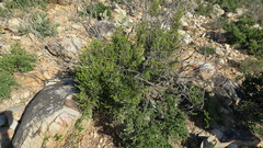 Passerina montivaga