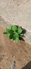 Calotropis procera