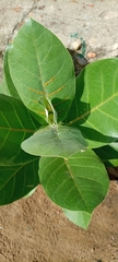 Calotropis procera
