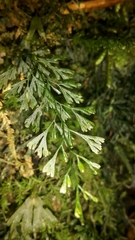 Trichomanes colensoi