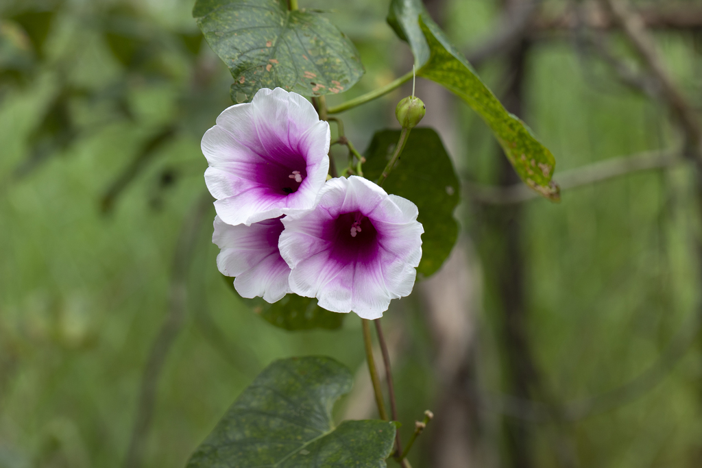 Ipomoea project. University of Oxford