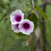 Ipomoea abrupta - Photo (c) Kym Nicolson, some rights reserved (CC BY), uploaded by Kym Nicolson