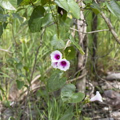 Ipomoea abrupta