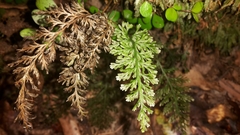 Trichomanes strictum