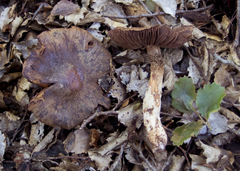 Aureonarius caryotis