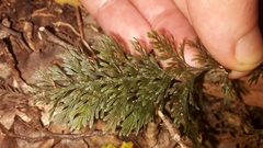 Trichomanes strictum