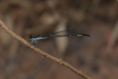 Agriocnemis splendidissima