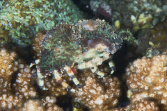 Cyclocoeloma tuberculatum