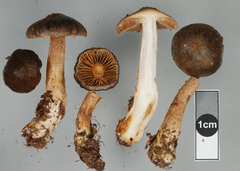 Aureonarius caryotis