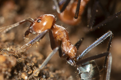 Iridomyrmex sanguineus