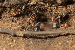 Iridomyrmex sanguineus