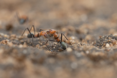 Iridomyrmex sanguineus